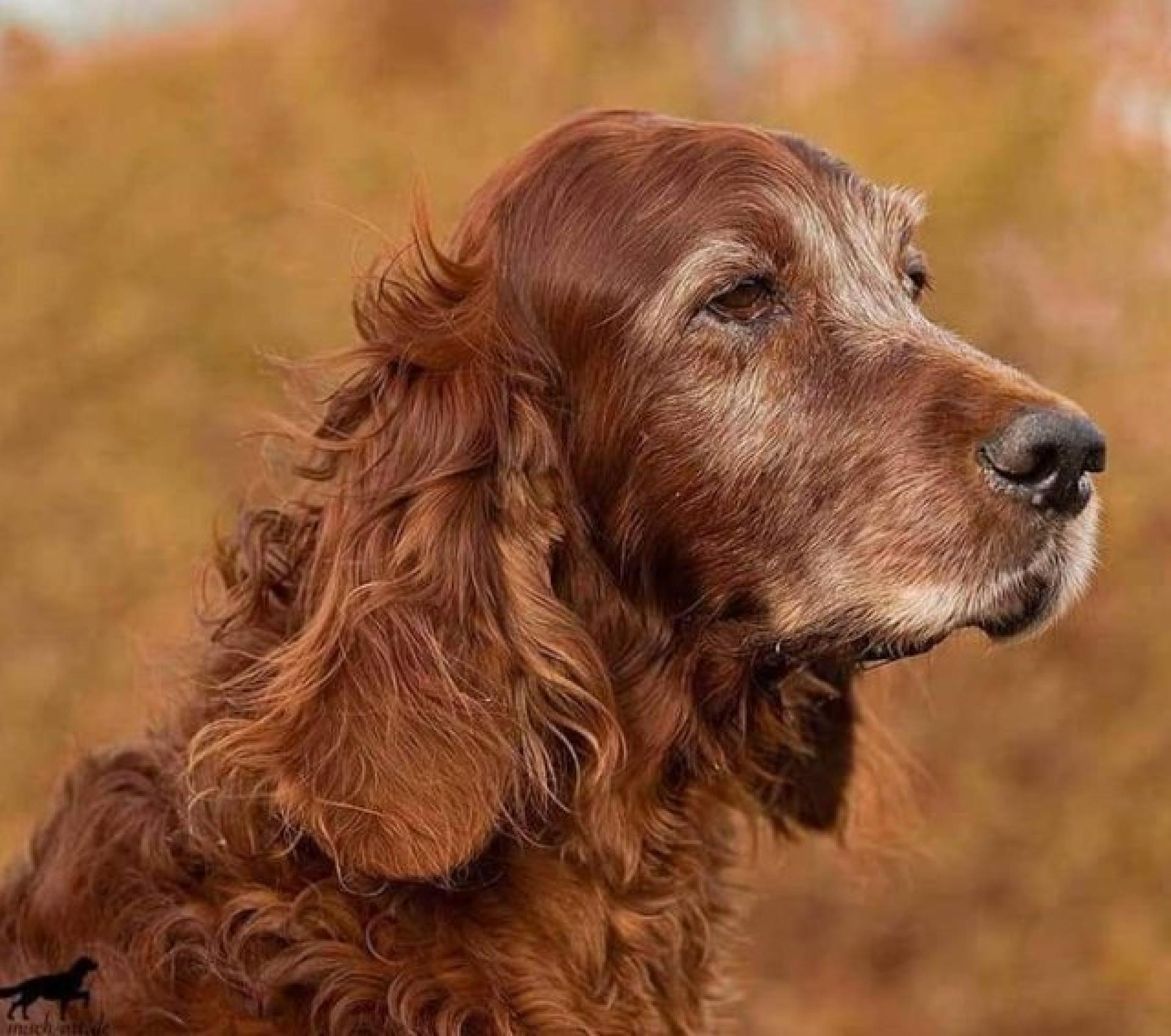 Herr Werner 11,5 Jahre
