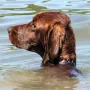 Herr Werner, die Wasserratte!