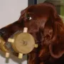 Herr Werner apportiert fleißig!