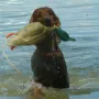 Ein super Bild mit einem tollen Hund.