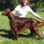 Herr Werner an der CAC Günzburg 2011, Landessieger Bayern, BOB und Best in Show!