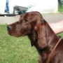 Der schöne Kopf passt zum Best in Show Hund!