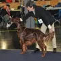 Herr Werner verläßt die Klasse an der CACIB Nürnberg 2012 mit V1 Anw.