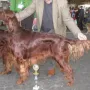 Herr Werner holt sich das CACIB in München 2012!