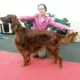 Herr Werner gewinnt an der CACIB in Wels 2015 das CACIB