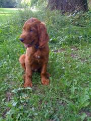 Humphrey ist ganz in der Nähe geblieben und zwar bei Anne in München.