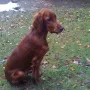 Humphrey im Oktober 2009