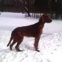 Humphrey wird immer schöner..)