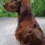 Humphrey toll fotografiert