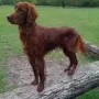 Humphrey im Mai 2010