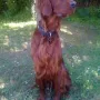 Humphrey im Juli 2010