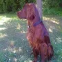 Humphrey