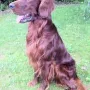Humphrey im Juli 2012.