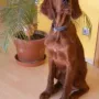 Homer im November 2009