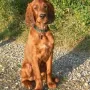 Homer im November 2009