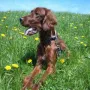 Homer im Sommer 2010