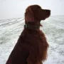 Iron im Schnee.