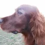 Iron mit 7 1/2 Jahren, ein verlässlicher Jagdbegleiter von Erich 