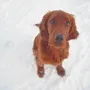 Ingo genießt den Schnee 2010