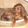 Ilka ist zu ihrer Freundin Judy bei Susanne und Dieter ins Unterallgäu umgesiedelt.