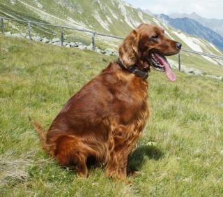 Xenia im Sommer 2012