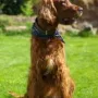 Sie ist hat sich schon zu einem Hund entwickelt..)) und das super!