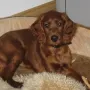 Isca im Dezember 2009