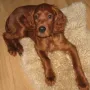 Isca an Silvester 2009