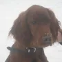Iska zu Besuch im Februar 2010