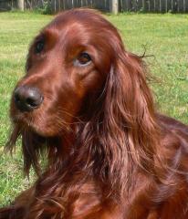 Ivy im September 2014