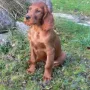 Ivy wohnt ganz in der Nähe, und zwar in Holzkirchen bei Astrid umd Michael.