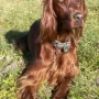 Ivy genießt den Sommer 2012