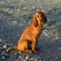 Iona im Dezember 2009