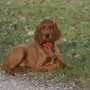 Iona im Dezember 2009