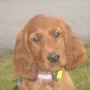 Iona im Dezember 2009