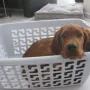 Iona als fleißige Helferin