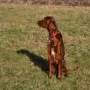 Iona im Januar 2012
