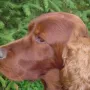 Der Vater unseres J-Wurfes