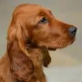 Jazzy ist zu Sonja und Didier nach Grünwald gezogen! Didier ist ein super Fotograf.