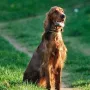 Jazzy im Sommer 2011 beim Spaziergang.