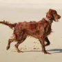 Am Strand in Frankreich da gefällt es Jazzy.