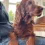 Jazzy hat uns mit knapp 14 Jahren verlassen 