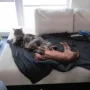 Mit den Katzen hat sie schon Freundschaft geschlossen.