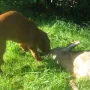 Jay´s erste Bekanntschaft mit einem Bock! 