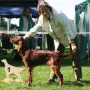 Und an der CAC Forst gleich nochmal!; best Puppy.