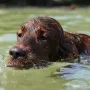 Schwimmen kann sie, wie ein Motorboot.