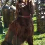 du wunderschöner Gebirgsjäger im August 2015