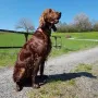 Jay Garcia wie immer ein toller Hund
