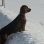 Auch Juxerl gefällt der Schnee im Winter 2010.