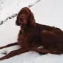 Juxerl im Januar 2012